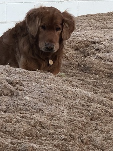 Fundraising Page: Maire Guggenheim